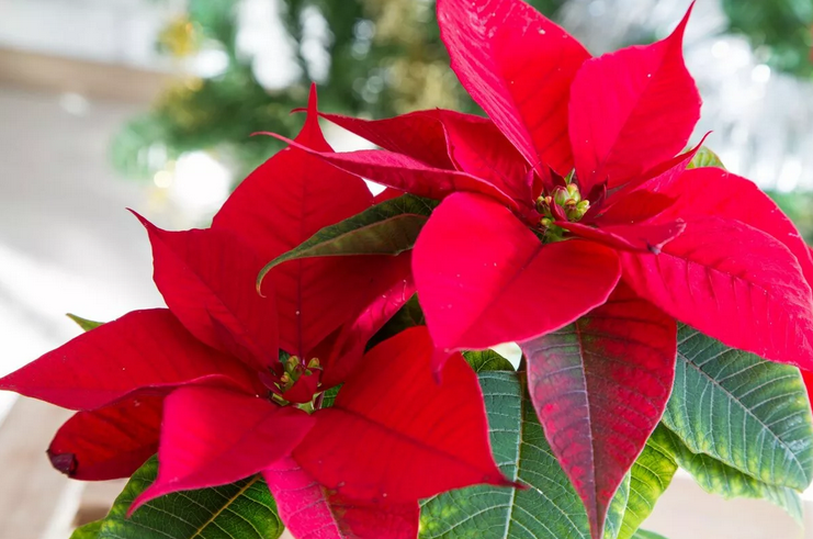 Цветок «домашняя рождественская звезда»