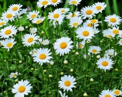 Teh Chamomile - Manfaat dan Kerugian: Bagaimana cara menyeduhnya dengan benar? Teh chamomile dari tekanan, mulas, dengan penyakit lambung, tenggorokan, batuk, pneumonia, sariawan, sistitis, jerawat, dengan sembelit - resep