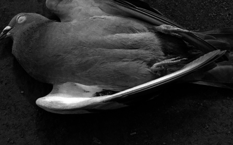 Что значит увидеть мертвых птиц на кладбище: к чему, приметы. К чему найти в ограде засохшую птицу?