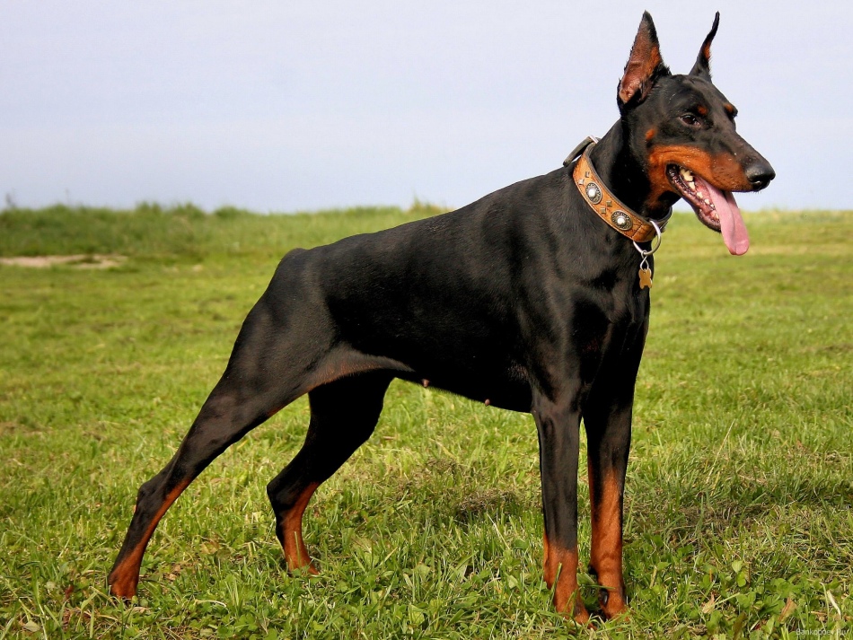 Dobermana