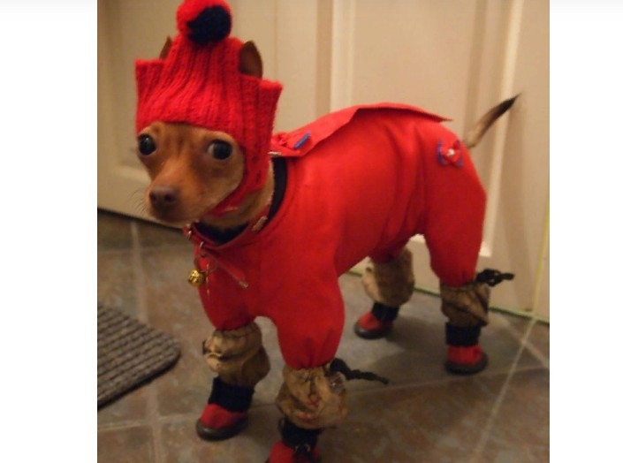 Warm clothes for dogs