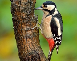 Što Woodpecker kuca na drva, dom, u prozoru: znakovi