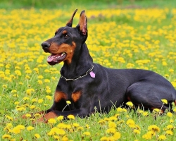 What is the similarity and difference between Doberman and Rottweiler: comparison, photo. Who is better, more, more resilient, kinder: Doberman or Rottweiler?