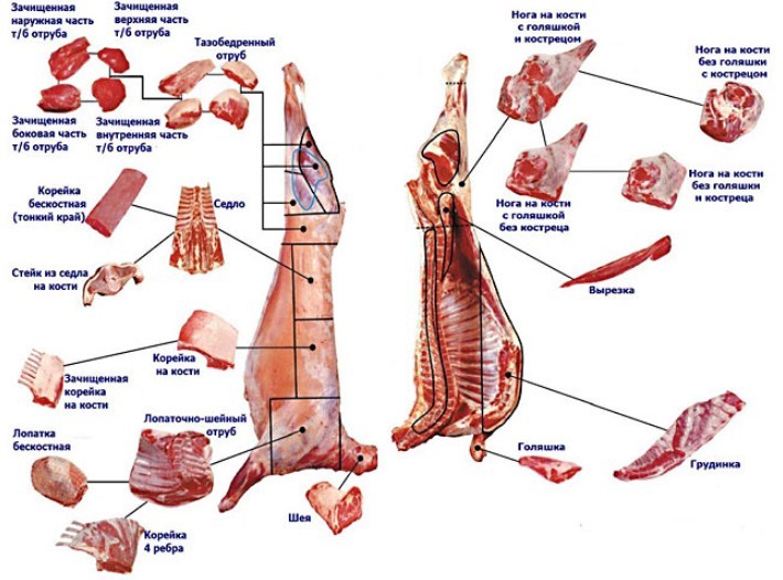 Parts of the carcass of a ram