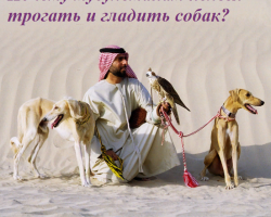 Зашто муслимани не додирују и ударају псе? Зашто муслимани сматрају пса да буде прљаве животиње: оно што се каже у Кур'ану, у којим случајевима се пас може задржати?