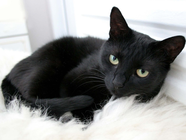 Черный кот, что приносит в дом? Приметы про черного кота в доме. Можно ли заводить черного кота?