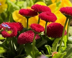 Μαργαρίτες - Πολυετή λουλούδια: προσγείωση και φροντίδα σε ανοιχτό έδαφος, μεταμόσχευση, διάδοση του θάμνου. Flowers Margarita: ποικιλίες, περιγραφή του τρόπου εμφάνισης, θρύλων και πεποιθήσεων