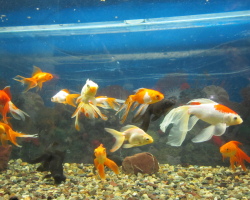 Фото аквариумных рыбок с названиями и описаниями. Виды аквариумных рыбок: сомы, золотые рыбки, цихлиды, дискусы, харациновые, карповые, карпозубообразные, лабиринтовые