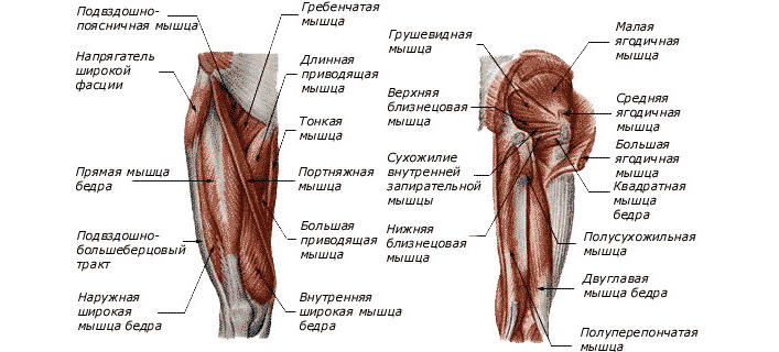 Коленный сустав