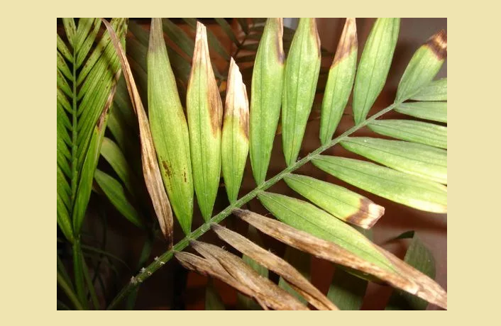Растение хамедорея — сохнут листья