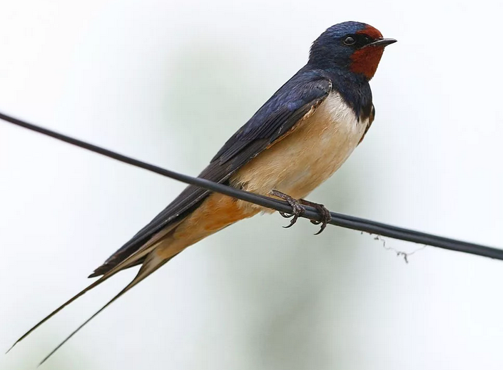 Totem animal - swallow