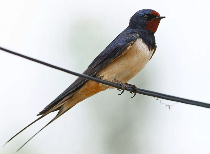 Totem Animal - Swallow