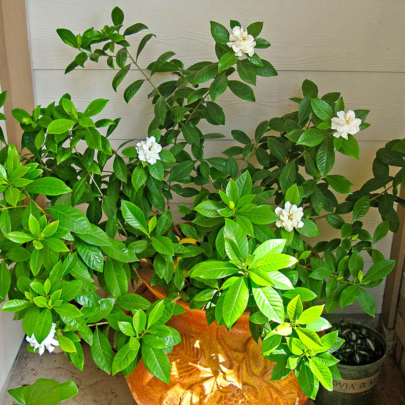 Домашний цветок с мелкими цветочками фото и названия