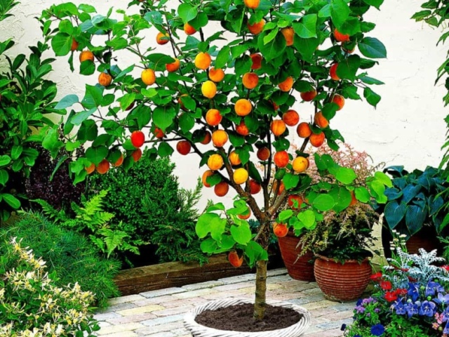 How to grow an apricot tree from a seed correctly?