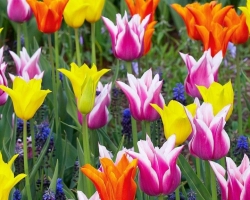 A tulipán -szigetelés otthon március 8 -ig: fajták, kifejezések, ültetési és desztillációs technológia üvegházban, edények, dobozok. Milyen talajra van szükség ahhoz, hogy a tulipák március 8 -ig torzuljanak? Hogyan kényszerítsük a tulipánokat március 8 -ig virágzásra?