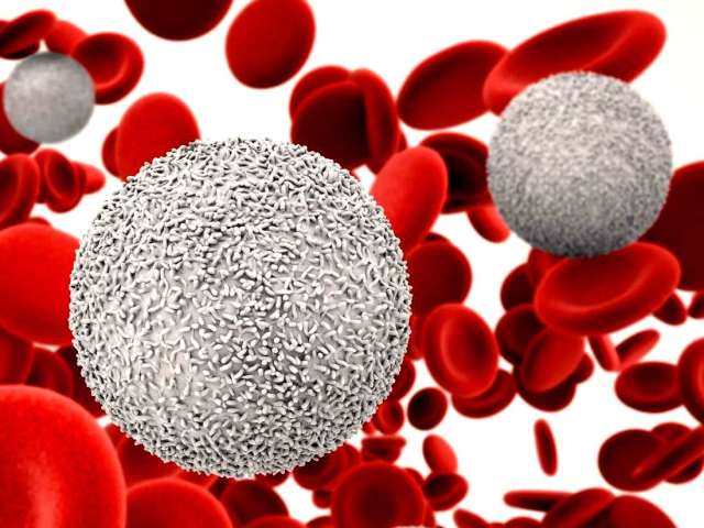 La norme des leucocytes chez les femmes après 50 ans: dans le sang, l'urine, le frottis. Augmentation et réduction de la quantité de leucocytes