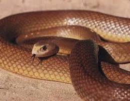 What is the most terrible, dangerous, poisonous, deadly, big? The most dangerous snakes in the world, on planet Earth: TOP-20