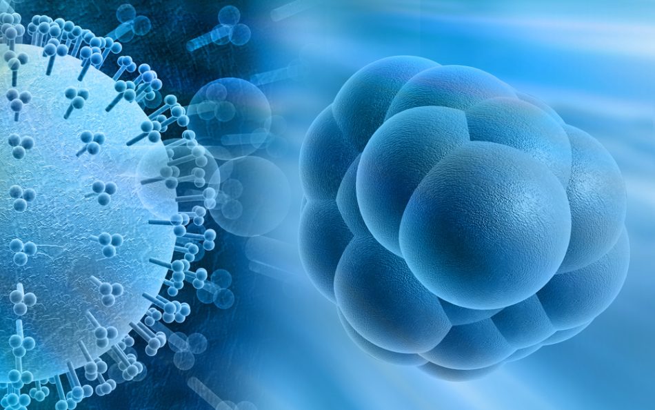 cytomegalovirus ที่มี DNA