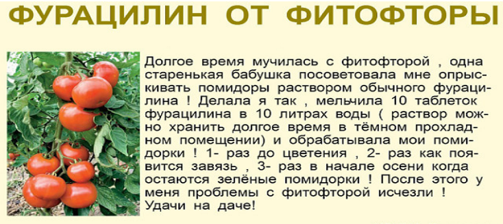 Когда обрабатывать томаты от фитофторы. Средство от фитофторы на помидорах в открытом грунте. Обработка помидоров от фитофтороза.