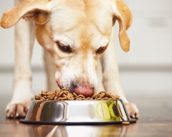 Zakaj pes ne jedo suhe hrane? Pes slabo poje, zavrne suho hrano: vzroki, ocene, nasvete. Kako naučiti psa tam je suha hrana?
