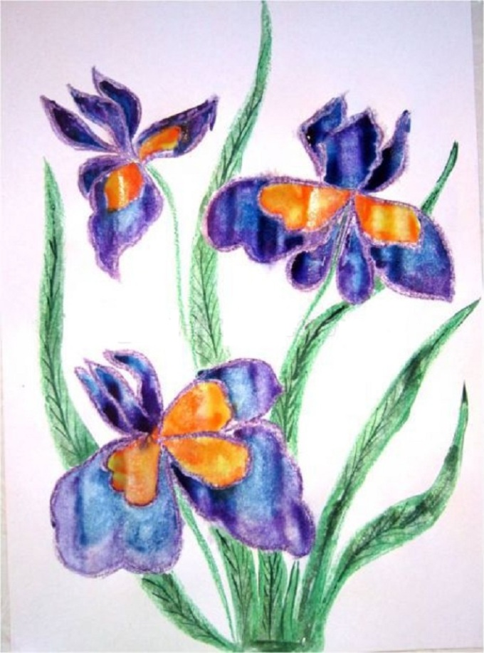 Fleur d'iris: dessin avec un crayon et aquarelle