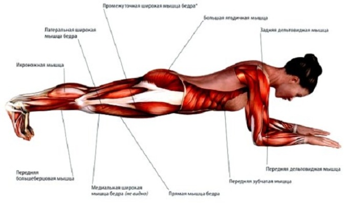 Kakšne mišice delujejo pri izvajanju tehnike 