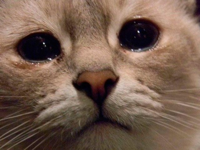 «Le chat a pleuré»: origine, signification directe et figurative de la phraséologie, explication en un mot, exemples de phrases