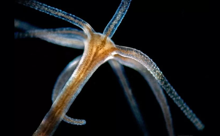 Hydra a beaucoup en commun avec les méduses