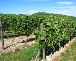 Hogyan lehet szőlőt ültetni: palánták, dugványok?