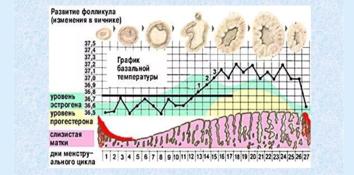 The duration of the cycle of menstruation