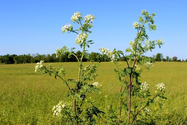 Rumput Boligolov