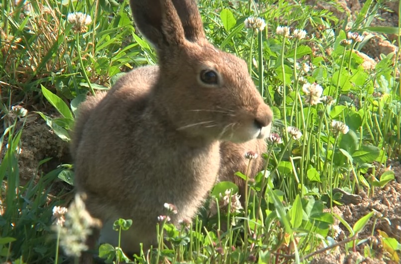 В случае опасности заяц может бежать со скоростью 80 км/час