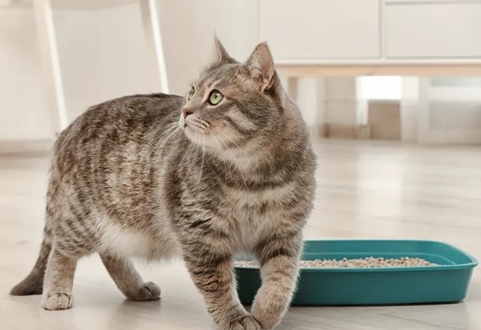 El gato marca en la casa: razones, ¿qué hacer, cómo destetar?