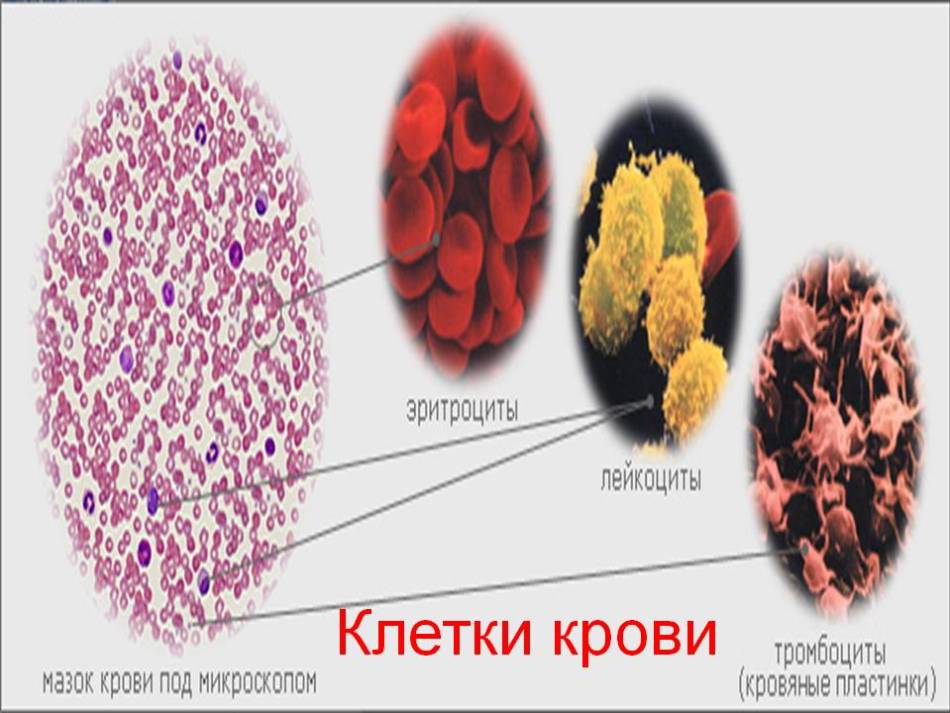 The composition of the blood