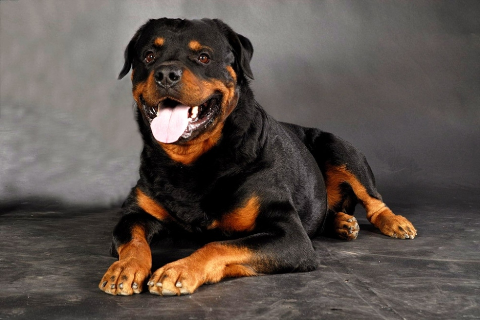 Rottweiler