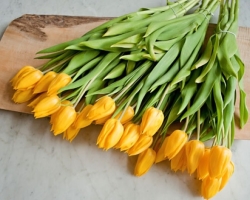 Tulipes jaunes: Donnez à quoi? Quelles tulipes jaunes dans la langue des fleurs indiquent: signification, description. Est-il possible de donner des tulipes jaunes le 8 mars, tout comme une femme, une fille? Pourquoi les tulipes jaunes sont-elles des messagers de séparation?