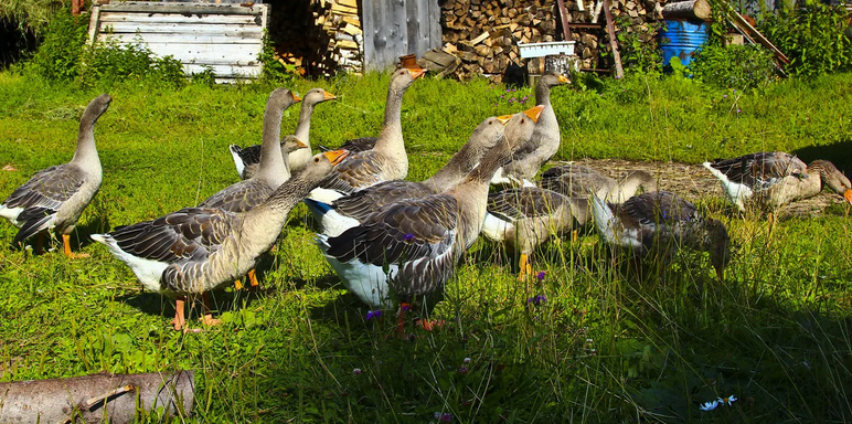 Geese on the courtyard