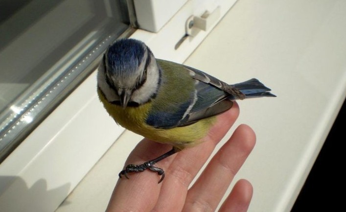 Sinichka sat on his hand, flying into the house