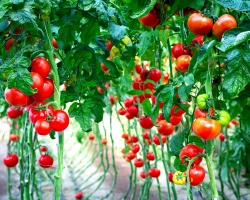 How to properly tie tomatoes tall and stunted in a greenhouse and open ground: 5 ways, rules, tips. How to buy pegs, fiberglass reinforcement, plastic clips, a stapler, a device for gearing tomato in Aliexpress: links to the catalog