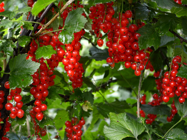 Alimentación de grosellas en primavera, verano, otoño: esquemas, características, recomendaciones