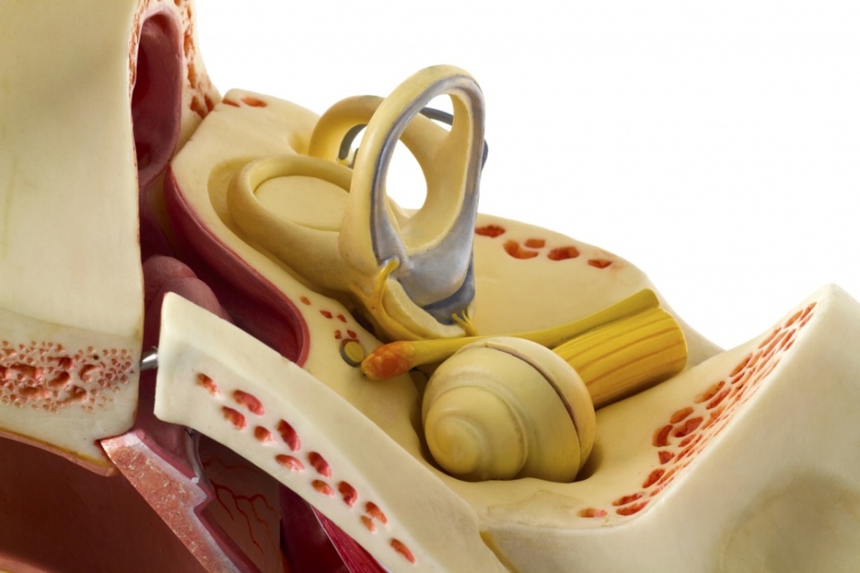 The structure of the inner ear