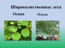 Cara membedakan aspen dari alder: di musim semi, di bagasi, daun, kulit kayu, buah -buahan, kayu