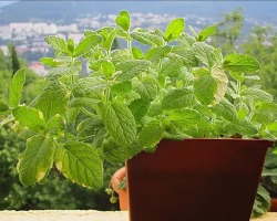 How to plant and grow a mint in a pot at home: step -by -step instructions. Peppermint on the windowsill all year round - watering, top dressing: care