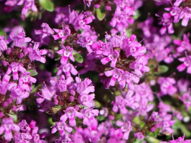 Timyan and thyme are the same plant: what is the difference between them?