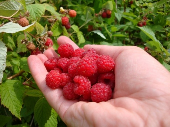 A little raspberries can be eaten during pregnancy