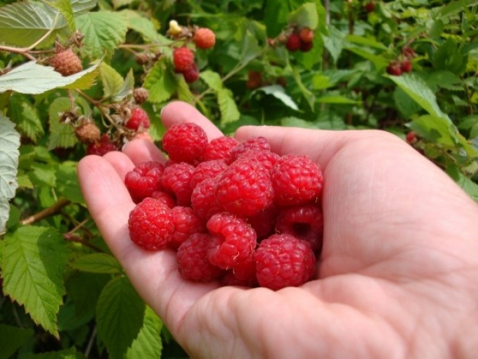 Ein wenig Himbeeren können während der Schwangerschaft gegessen werden