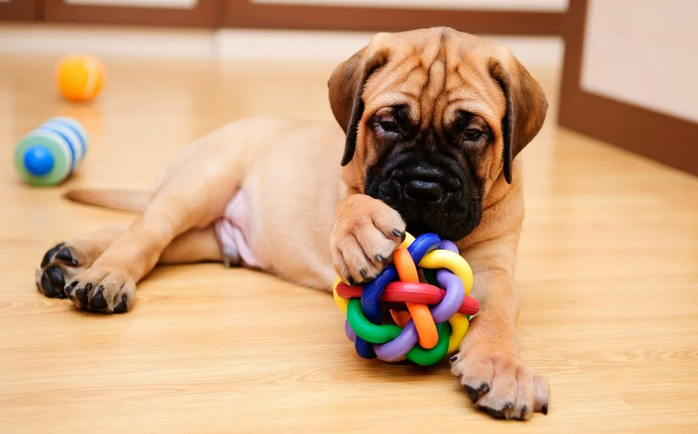 Nous jouons avec le chien à la maison