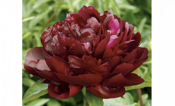 Burgundy peony of Armani variety