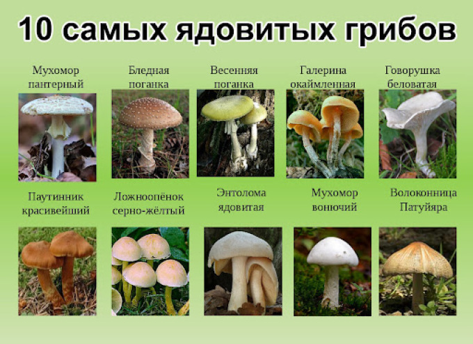 Эти грибы нужно знать наизусть, если вы идете за грибами