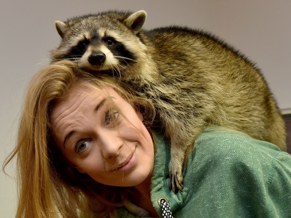 Raccoon and woman